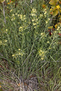 Western Gromwell