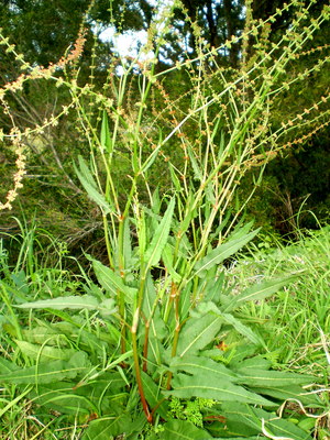 Rumex brownii