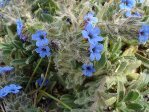 Alkanet