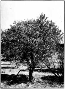 West Australian Sandalwood