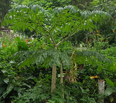 Amorphophallus paeoniifolius