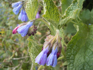 Prickly Comfrey