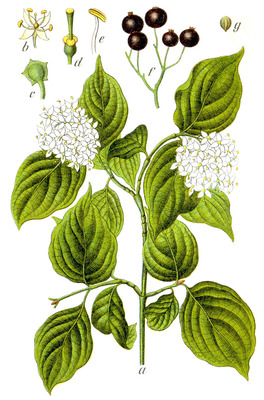 Cornus sanguinea