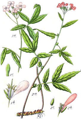 Cardamine bulbifera