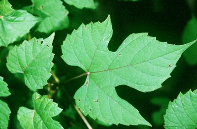 Vitis palmata