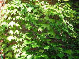 Boston Ivy