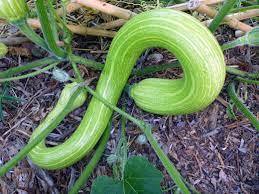 Tromboncino Zucchini Rampicante Squash Seeds