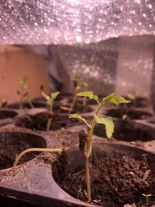 Looks like most of these guys are gonna make it. 
You can see one that didn’t (left) but there are 10 in good shape with 3+ leaves. Will probably top up the soil a bit in the cells and get a bottom watering tray going.