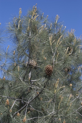 Pinus sabiniana