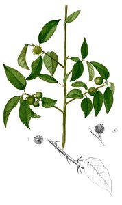 Cockspur Thorn