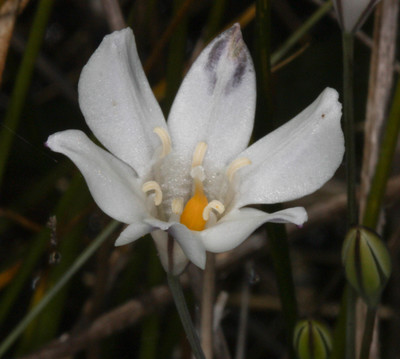 Triteleia peduncularis