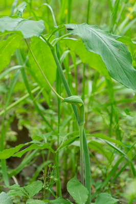 Arisaema dracontium