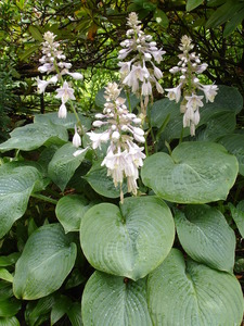 Hosta sieboldiana