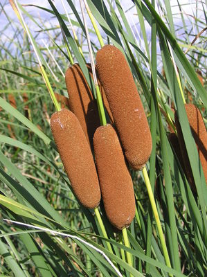 Typha laxmannii