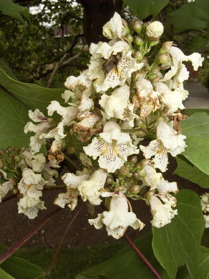 Catalpa ovata