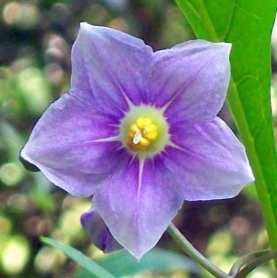 Solanum aviculare