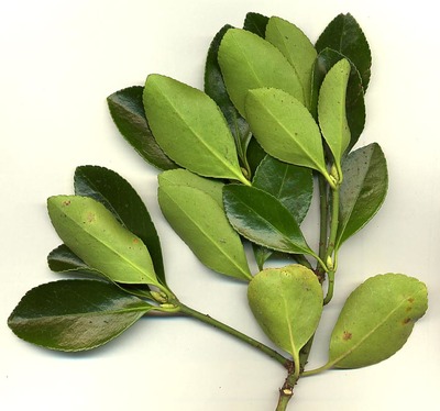 Euonymus japonicus