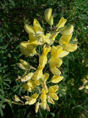 Lupinus arboreus