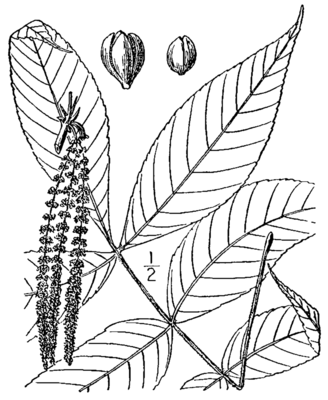 Carya pallida