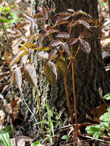 Aralia nudicaulis