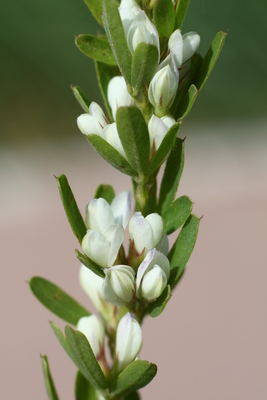 Lespedeza cuneata