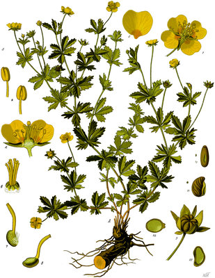 Potentilla erecta