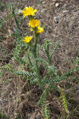 Scolymus grandiflorus