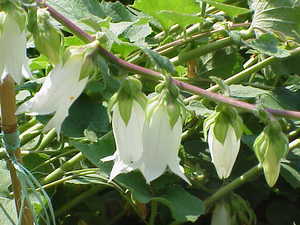 Cornish Bellflower