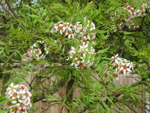 Xanthoceras sorbifolium