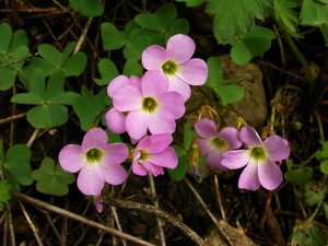 Violet Wood Sorrel