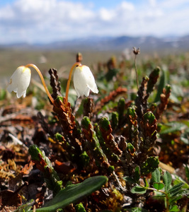 White Arctic Mountain Heather