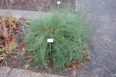 Ephedra gerardiana