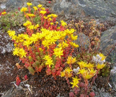 Sedum divergens