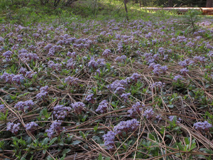 Squaw Carpet