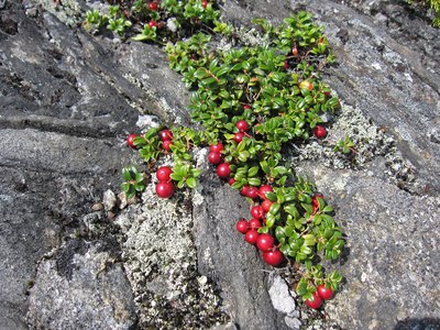 Bearberries growing through cracks in rock.