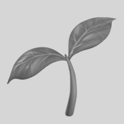 Photinia parvifolia