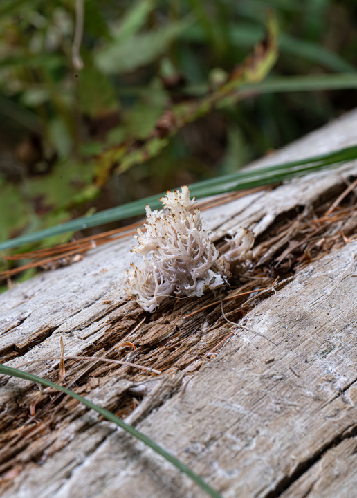 Pleasant observations from a good hike in the White Mountains, New Hampshire, USA:

+ Calligrapher fly (toxomerus)
+ Digging bees (anthophorini)
+ Jack in the pulpit (arisaema triphyllum)
+ Coral tooth fungus 
+ Rock tripe lichen
+ Yellow fairy cups
+ Wolf's milk (lycogala epidendrum)
+ Cucumber root (medeola virginiana)
+ Honey mushrooms
+ Oakmoss
+ Beard lichen
+ Shield lichen
+ Sphagnum moss
+ Waxcaps
+ Bunchberry
+ Marsh St. John's wart
+ White coral fungus
+ Scalycaps(pholiota) 
+ Three-way sedge