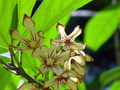 Cola acuminata