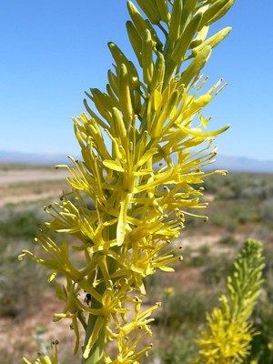 Stanleya pinnata