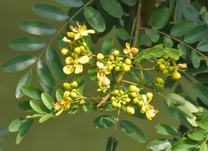 Siamese Senna