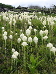 Indian Basket Grass