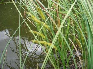 Beaded Sedge