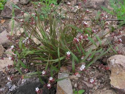 Claytonia exigua