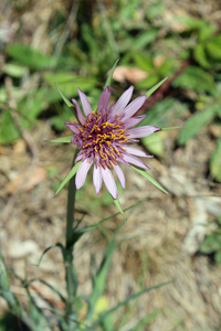 Tragopogon porrifolius