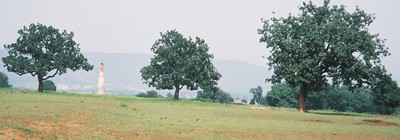 Madhuca longifolia