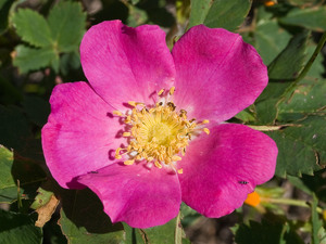 Western Wild Rose