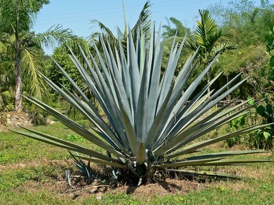 Agave tequilana