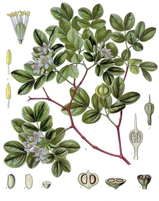 Guaiacum officinale