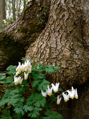 Dicentra cucullaria