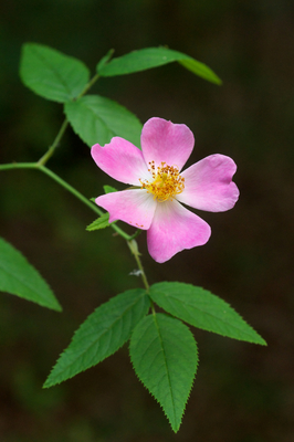 Rosa setigera